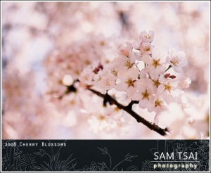 2008 Cherry Blossoms 櫻花盛開