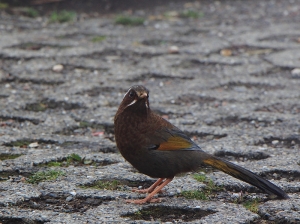鳶峰之金玉白眉
