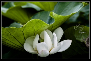 青春過了....更展開魅力