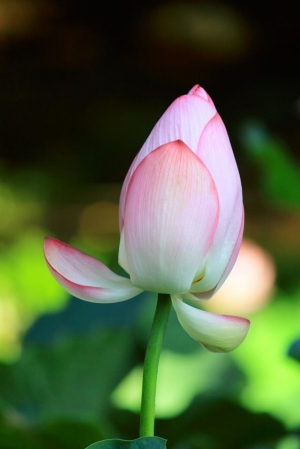 荷花集