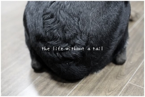 沒有尾巴的人生