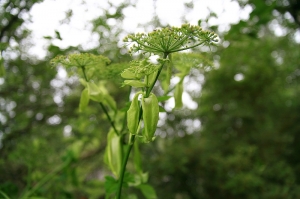 阿里山漫遊