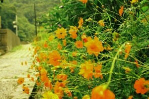 內湖大溝溪生態工法參觀