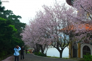 080320 天元宮櫻花