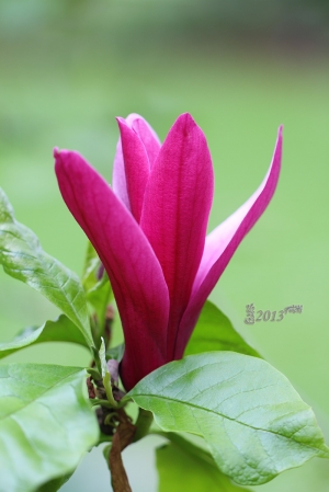 微距生態 --- Howado