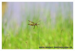 (香港)攝影眼中的天水圍