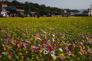 980102通宵花海季與勝興車站隨拍