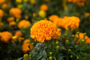 [550D]清境 合歡山 2日遊