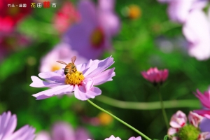 [宅爸] 竹北‧花田囍市