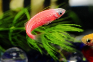 辦公桌上的魚兒...