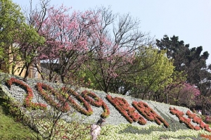 陽明山~花季