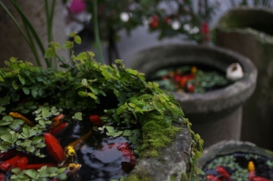 EF24mm-我與魚兒的對話