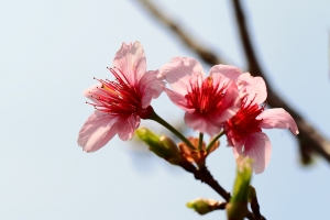 開花...結果...