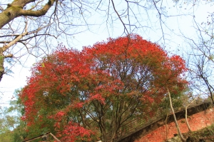 石門水庫楓葉