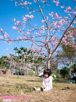 櫻色戀花うころ DMC-GF1