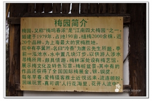 江南四大梅園之ㄧ "上海青浦梅園"   圖多共32P