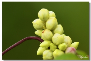 [450D]20100605 農改場-1