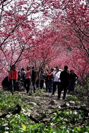 台中新社櫻花城