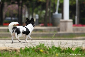 吉娃娃小妙_竹南運動公園(小小白IS)