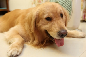 我家的黃金獵犬..
