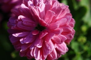 新朋友的第一次~~微距