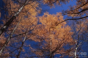 我漫步田代池梓川 +信州遊記【第一回】下