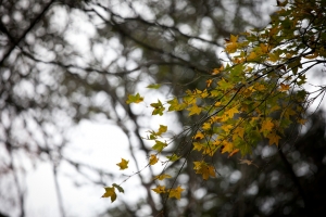 武陵、福壽山-楓情