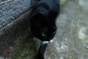 流浪貓也有極品