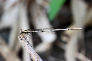 拍生態一定要注意的事…