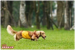 我的愛犬-長毛臘腸