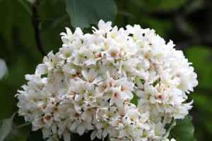 2013 土城桐花季