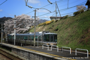 2010-04 日本京都 - 大野水庫櫻花季 (Day 3) 圖多