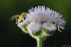 【一朵小花】by uogo