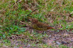 龜山島拍鳥-銹鵐