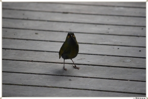 ●●●與爸媽去工作兼打鳥●●●By雙胞胎姐姐