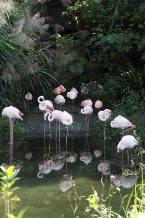 妹妹遊~木柵動物園