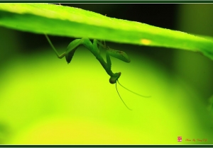 台中Wang~~100L隨拍(生態)螳螂..龍船花篇