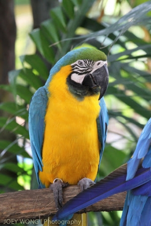 新加坡裕廊飛禽公園