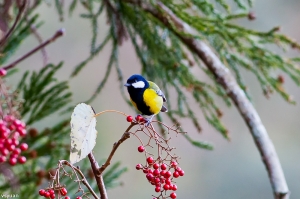 大雪山的鳥-青背山雀