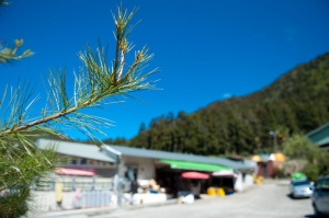 阿里山深度之旅