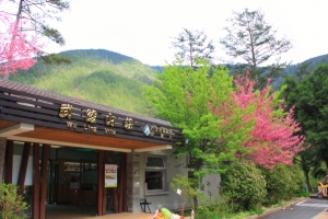 武陵遊玩之花草篇