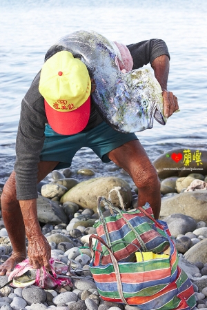 我心來自蘭嶼(蜜月)1/3圖多