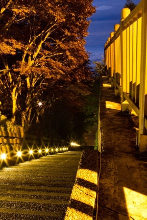 太平山之夜日