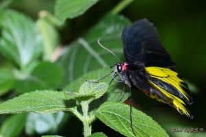 富源度假之旅[蝴蝶與蛾篇]