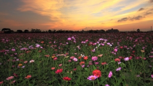 秋夕下的波絲菊花海~