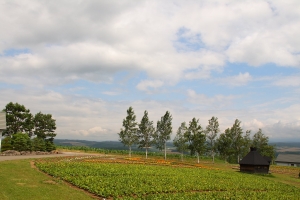 我也去北海道囉！PART2:富良野.四季彩.七星之樹