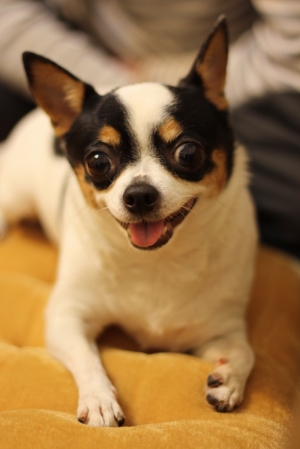 愛犬嘟比(吉娃娃)