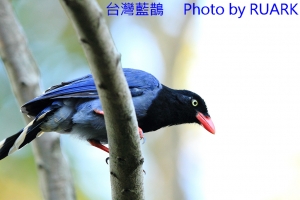 台灣藍鵲