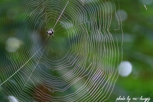綠谷西拉雅拍生態