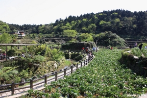2012-03-26 竹子湖。海竽。初訪
